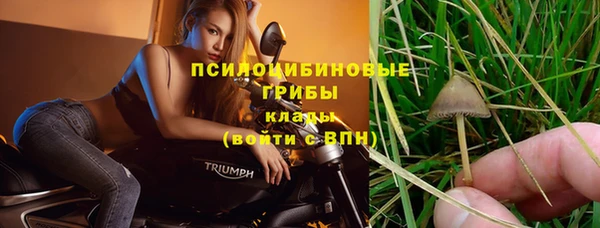 прущие грибы Слюдянка